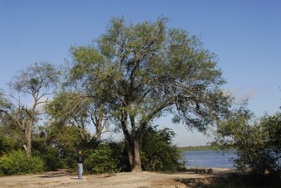 Neltuma ruscifolia, photographed by Thomaz Ricardo Favreto Sinani