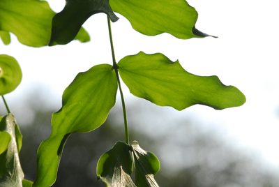 Neltuma ruscifolia, photographed by Thomaz Ricardo Favreto Sinani