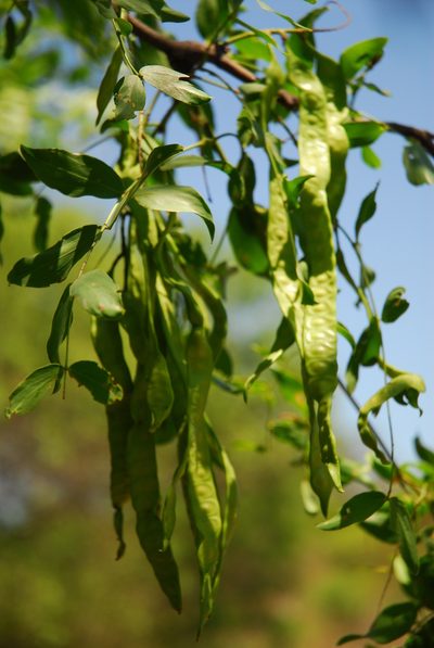 Neltuma ruscifolia, photographed by Thomaz Ricardo Favreto Sinani