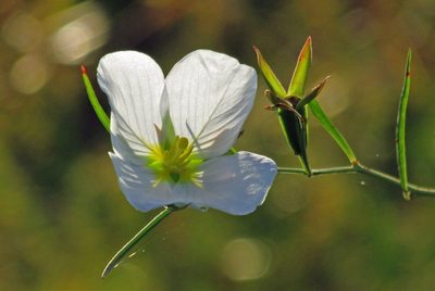 Ludwigia major, photographed by Hugo Hulsberg