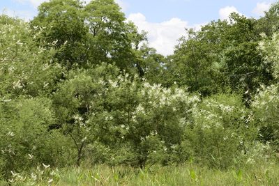 Mimosa glutinosa, photographed by Thomaz Ricardo Favreto Sinani