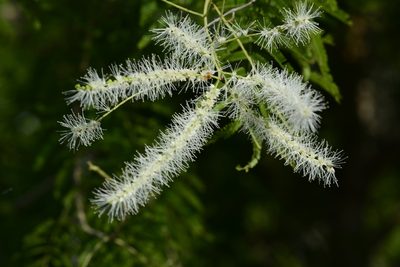 Mimosa glutinosa, photographed by Thomaz Ricardo Favreto Sinani
