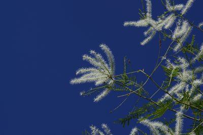 Mimosa glutinosa, photographed by Thomaz Ricardo Favreto Sinani