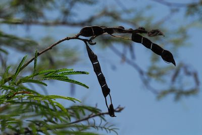 Mimosa glutinosa, photographed by Thomaz Ricardo Favreto Sinani