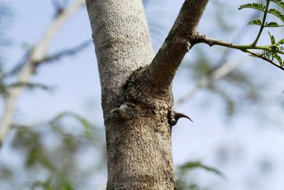 Mimosa glutinosa, photographed by Thomaz Ricardo Favreto Sinani