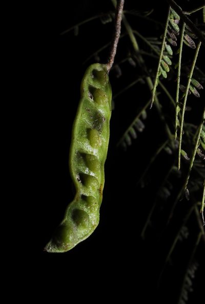 Mimosa glutinosa, photographed by Thomaz Ricardo Favreto Sinani