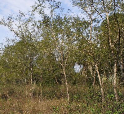 Mimosa glutinosa, photographed by Thomaz Ricardo Favreto Sinani