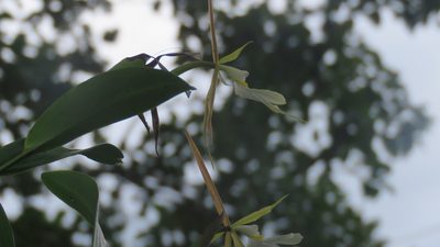 Epidendrum nocturnum, photographed by Roger A. Morales-Flores