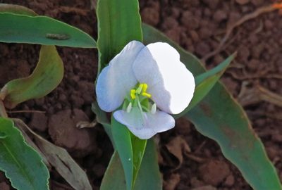 Commelina platyphylla, photographed by Hugo Hulsberg