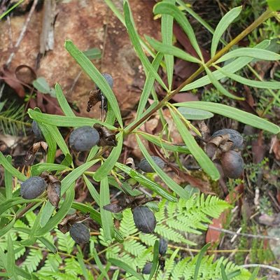 Gompholobium latifolium, photographed by ronavery