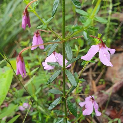 Tetratheca thymifolia, photographed by ronavery