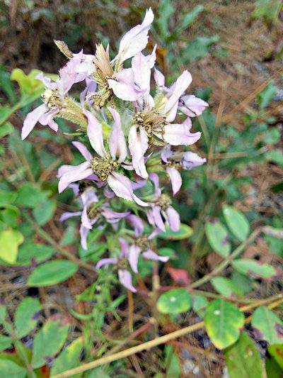 Liatris elegans, photographed by Adam Pitcher