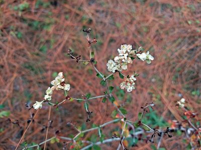 Eriogonum tomentosum, photographed by Adam Pitcher