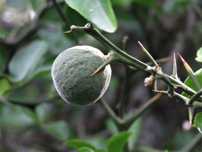 Citrus trifoliata, photographed by Gustavo Puente