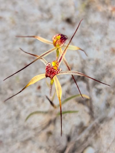 Caladenia radialis, photographed by Cal Wood