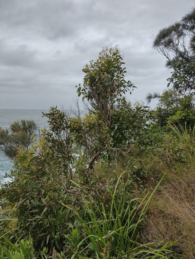 Eucalyptus bosistoana, photographed by Tricia Kaye