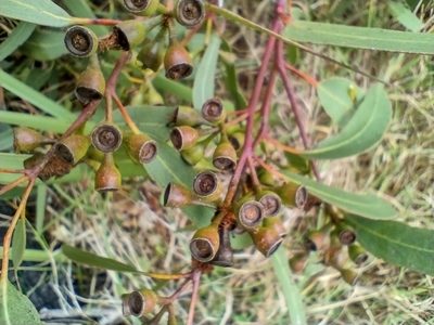 Eucalyptus bosistoana, photographed by Tricia Kaye