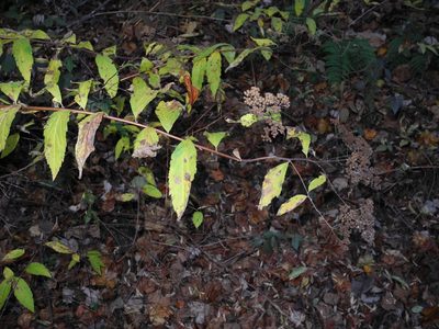 Spiraea japonica, photographed by John Ambler