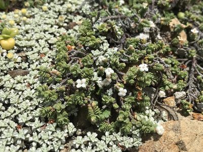 Pimelea carnosa, photographed by Tim Park