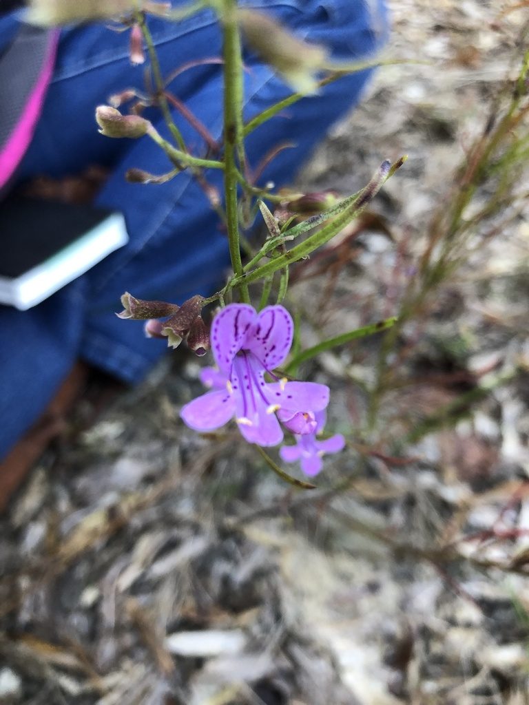 Dicerandra fumella, photographed by Curtis Hansen
