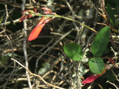 Camptosema rubicundum, photographed by Gustavo Puente