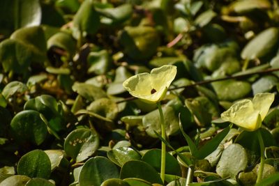 Hydrocleys nymphoides, photographed by Ezequiel Racker