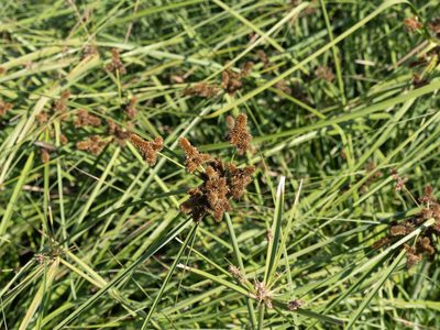 Cyperus ligularis, photographed by caymanmatt