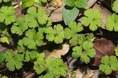 Hydrocotyle elongata, photographed by Joe Dillon