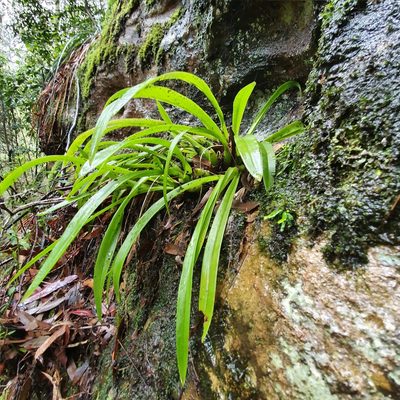 Liparis reflexa, photographed by ronavery