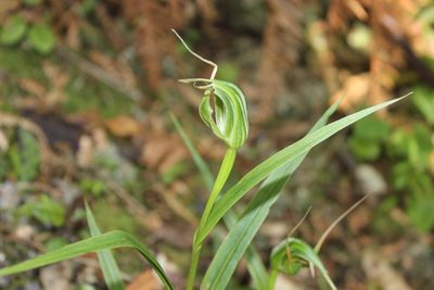 Pterostylis banksii, photographed by Joe Dillon