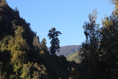 Metrosideros robusta, photographed by Joe Dillon