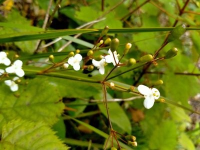 Libertia ixioides, photographed by John Barkla