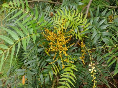 Acacia elata, photographed by Tricia Kaye