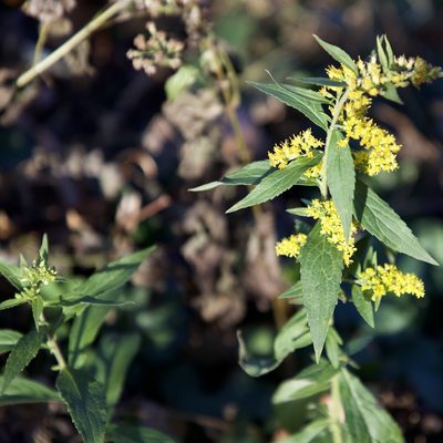 Solidago rugosa, photographed by jimsox