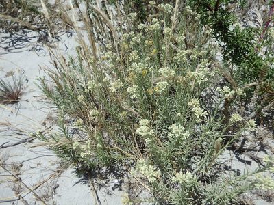 Helichrysum italicum, photographed by Duarte Frade
