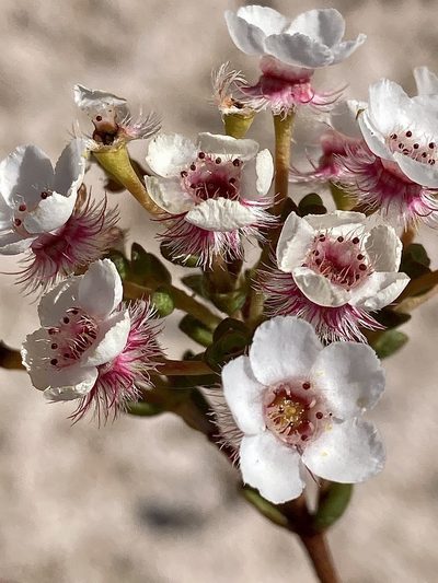 Verticordia habrantha, photographed by pimelea