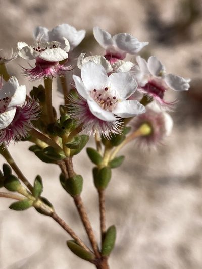 Verticordia habrantha, photographed by pimelea