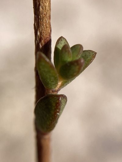 Verticordia habrantha, photographed by pimelea