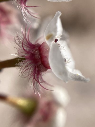 Verticordia habrantha, photographed by pimelea