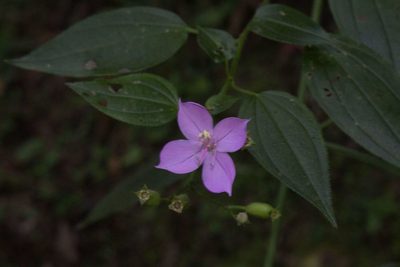Arthrostemma ciliatum, photographed by Jake Rehage