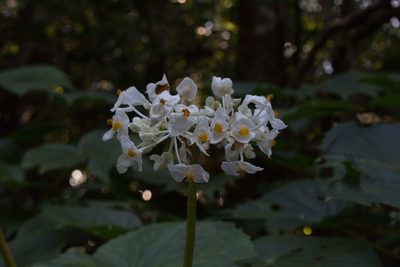 Begonia involucrata, photographed by Jake Rehage