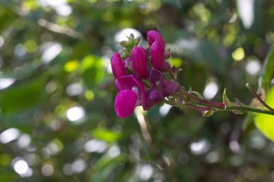 Phaseolus costaricensis, photographed by Jake Rehage