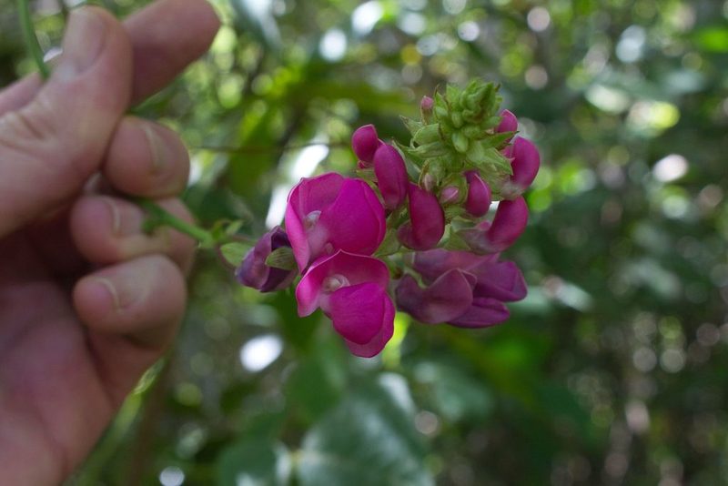Phaseolus costaricensis, photographed by Jake Rehage