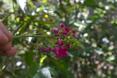 Phaseolus costaricensis, photographed by Jake Rehage
