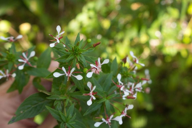 Lopezia miniata, photographed by Jake Rehage