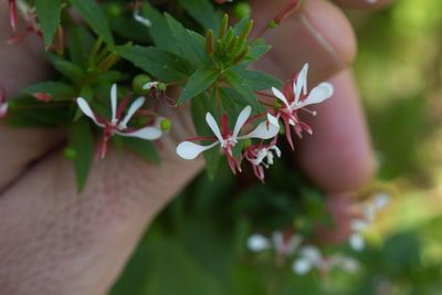 Lopezia miniata, photographed by Jake Rehage