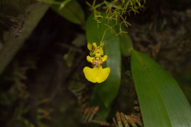 Oncidium bryolophotum, photographed by Jake Rehage