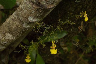 Oncidium bryolophotum, photographed by Jake Rehage