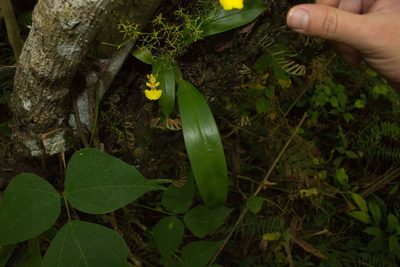 Oncidium bryolophotum, photographed by Jake Rehage