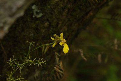 Oncidium bryolophotum, photographed by Jake Rehage